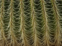 La_Palma_Lanzarote_2003-2004-021